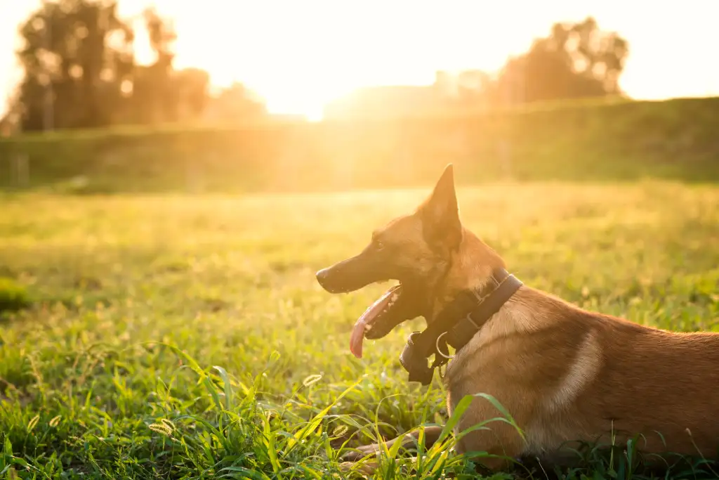 safe temperature to walk dog