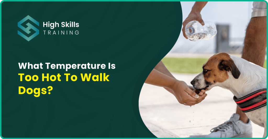 What Temperature Is Too Hot To Walk Dogs? Complete Guideline 
