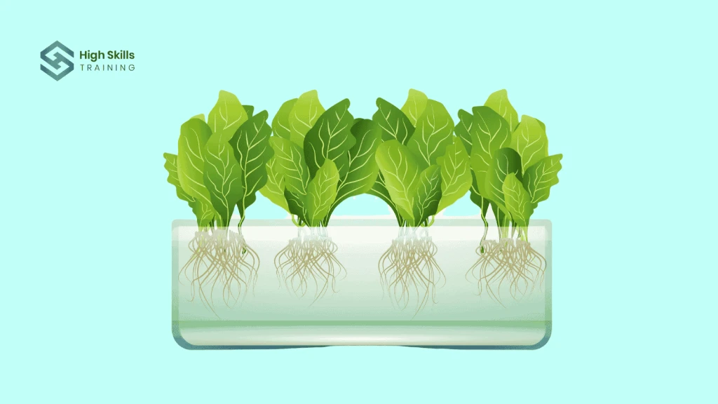 What is hydroponics in simple words