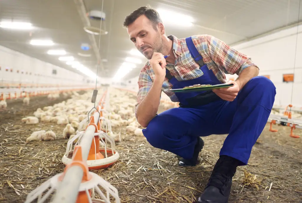 Risks and Challenges in Poultry Farming