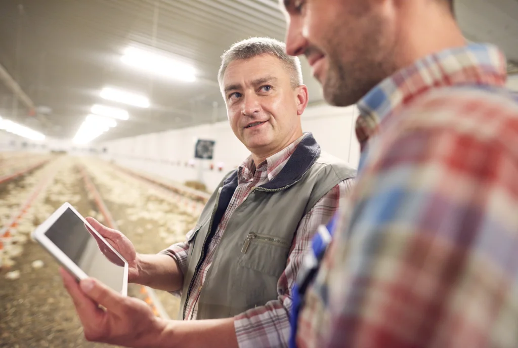 poultry farming in the uk