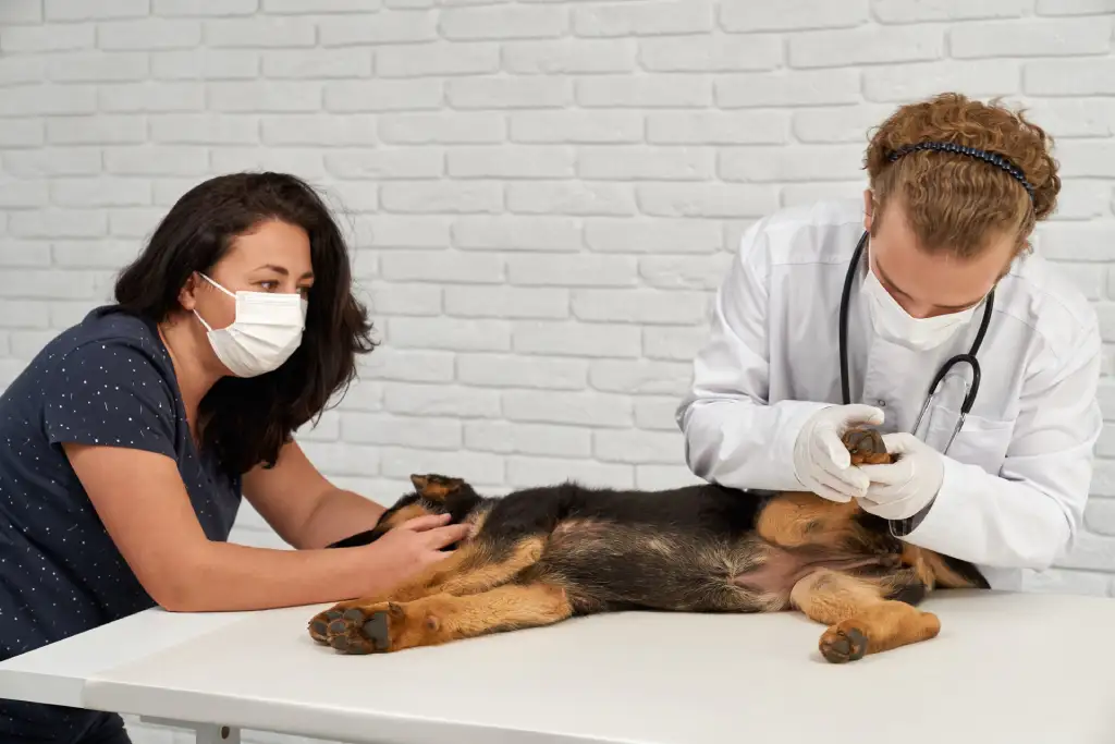 pet first aid certification