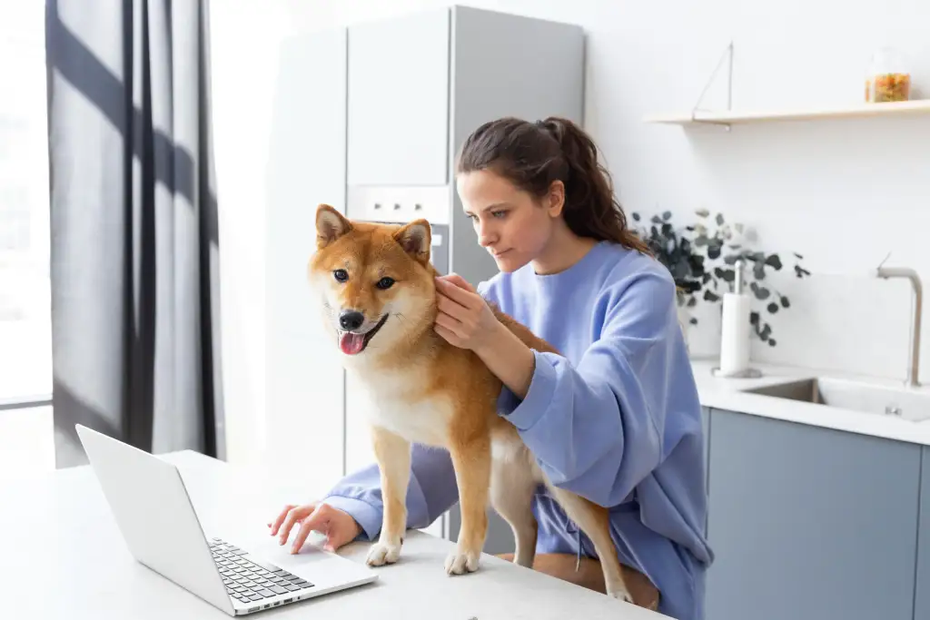 pet first aid course online