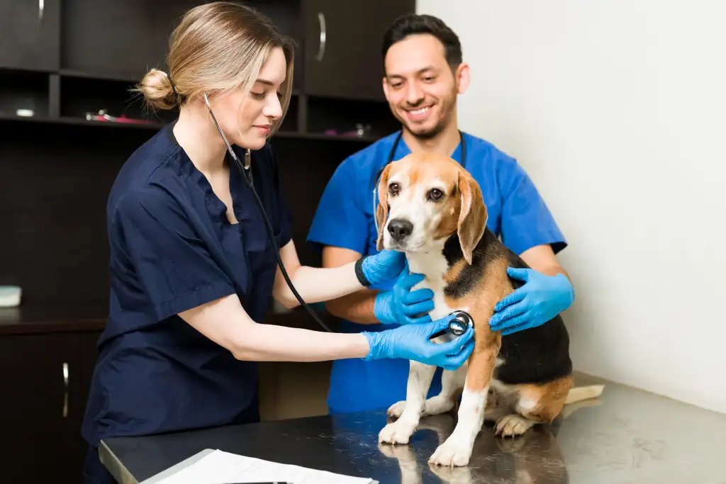 pet first aider